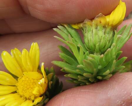 Image of Ursinia caledonica (Phillips) Prassler