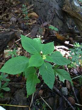 Impatiens parviflora DC. resmi