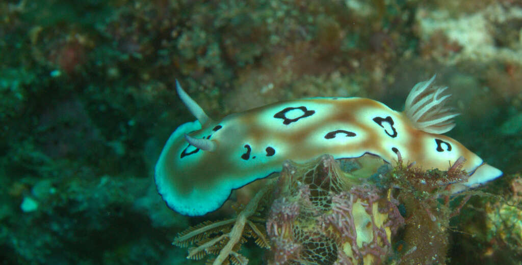 Image of Goniobranchus leopardus (Rudman 1987)