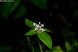 Image of Crusea longiflora (Roem. & Schult.) W. R. Anderson