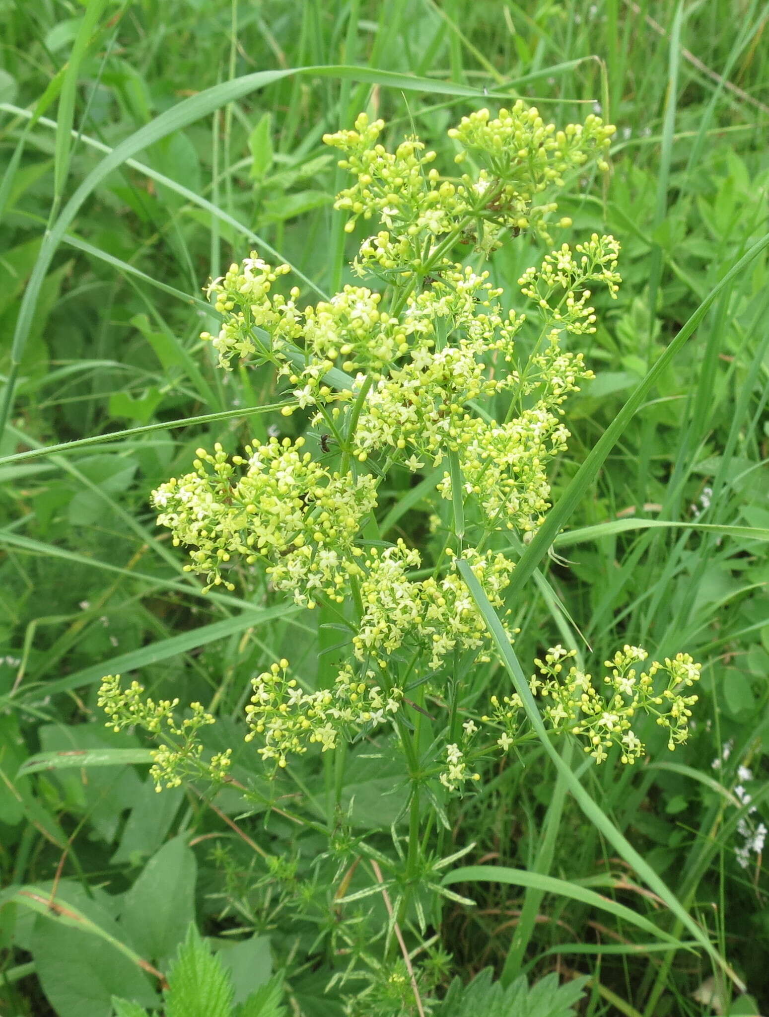 Plancia ëd Galium pomeranicum Retz.