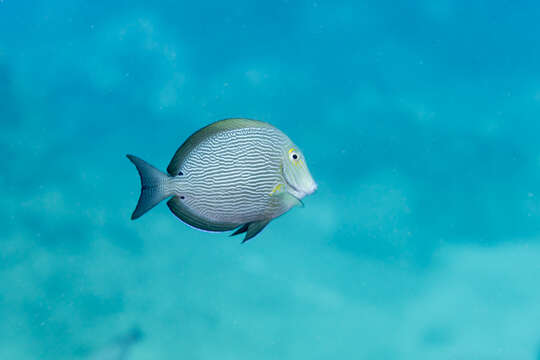 Image de Acanthurus nigroris Valenciennes 1835