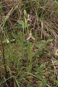 Image of Ophrys vetula Risso