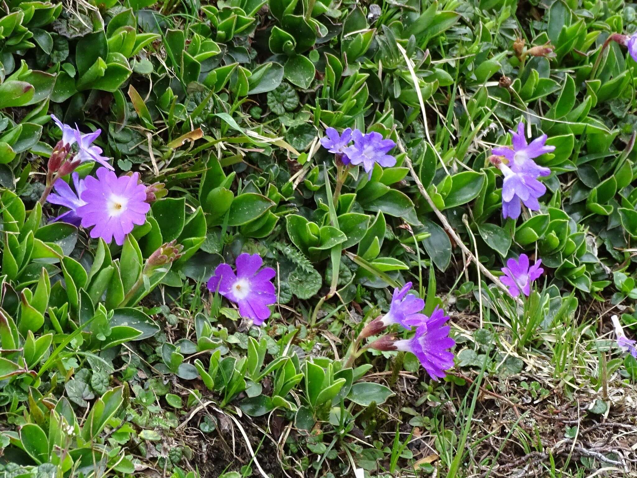 Plancia ëd Primula clusiana Tausch