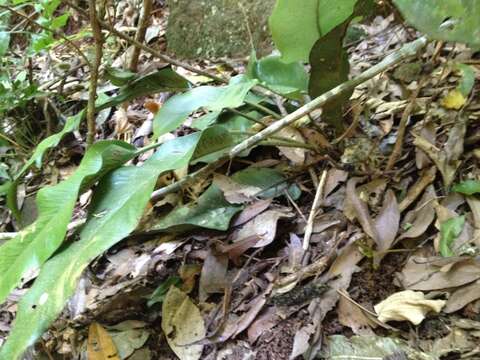 Image of Asplenium balansae (Bak.) Sylvestre