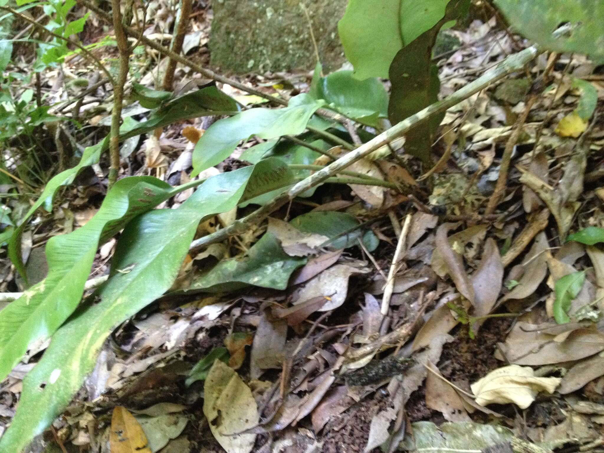 Plancia ëd Asplenium balansae (Bak.) Sylvestre