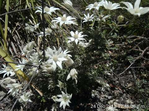 Imagem de Actinotus helianthi Labill.