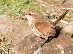 Imagem de Scelorchilus albicollis atacamae Hellmayr 1924