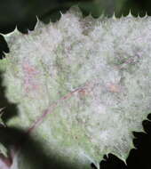 Image of Golovinomyces sonchicola U. Braun & R. T. A. Cook 2009