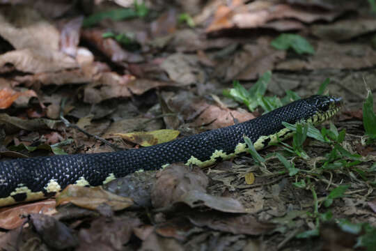 Image of Malagasy hognose snake