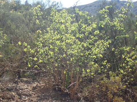 Plancia ëd Styrax redivivus (Torr.) Wheeler