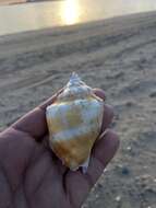 Image of Eastern Pacific fighting conch