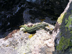 Image of Carpetane rock lizard