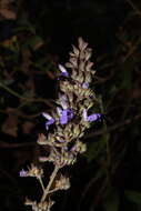 Image of Salvia thyrsiflora Benth.