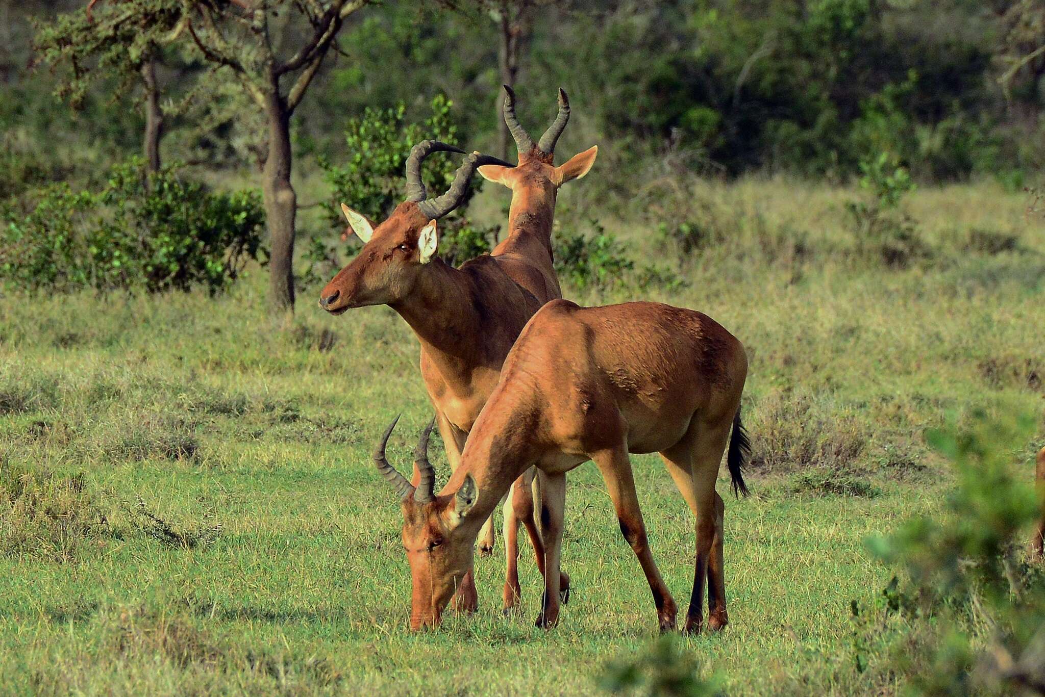 Image of Hartebeest