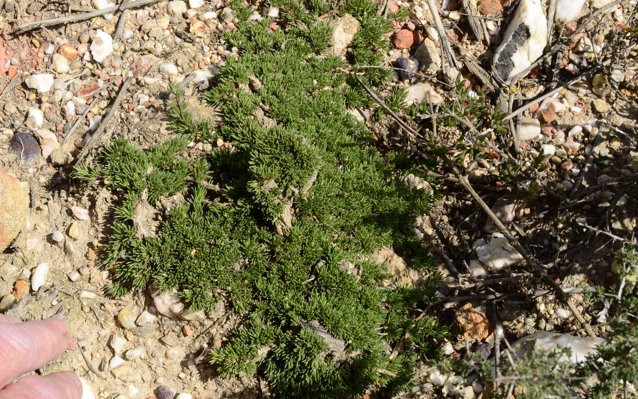 Image of Aspalathus quartzicola