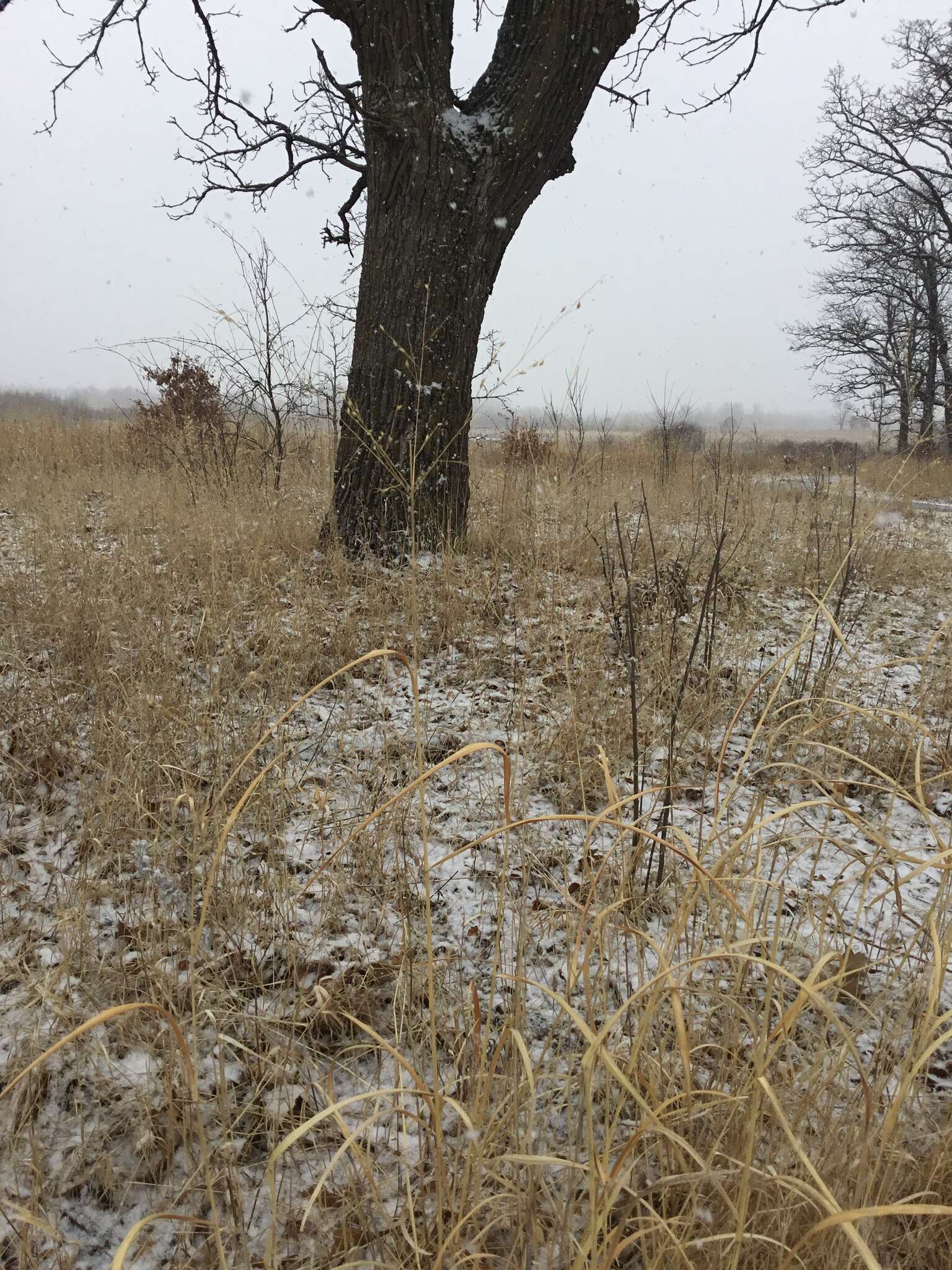 Image of switchgrass