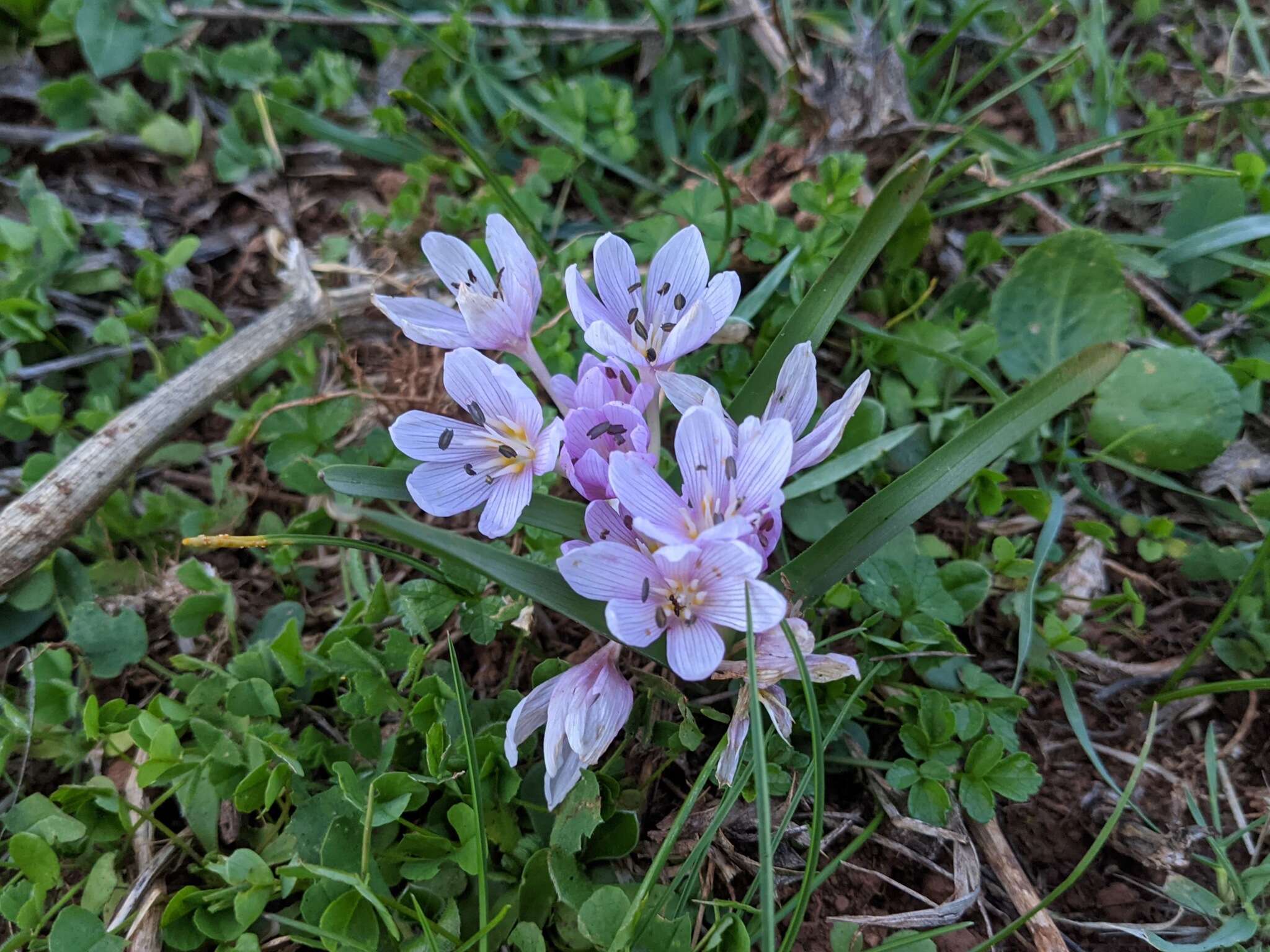 Image of Colchicum cupanii Guss.