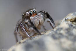 Image of Habronattus hirsutus (Peckham & Peckham 1888)