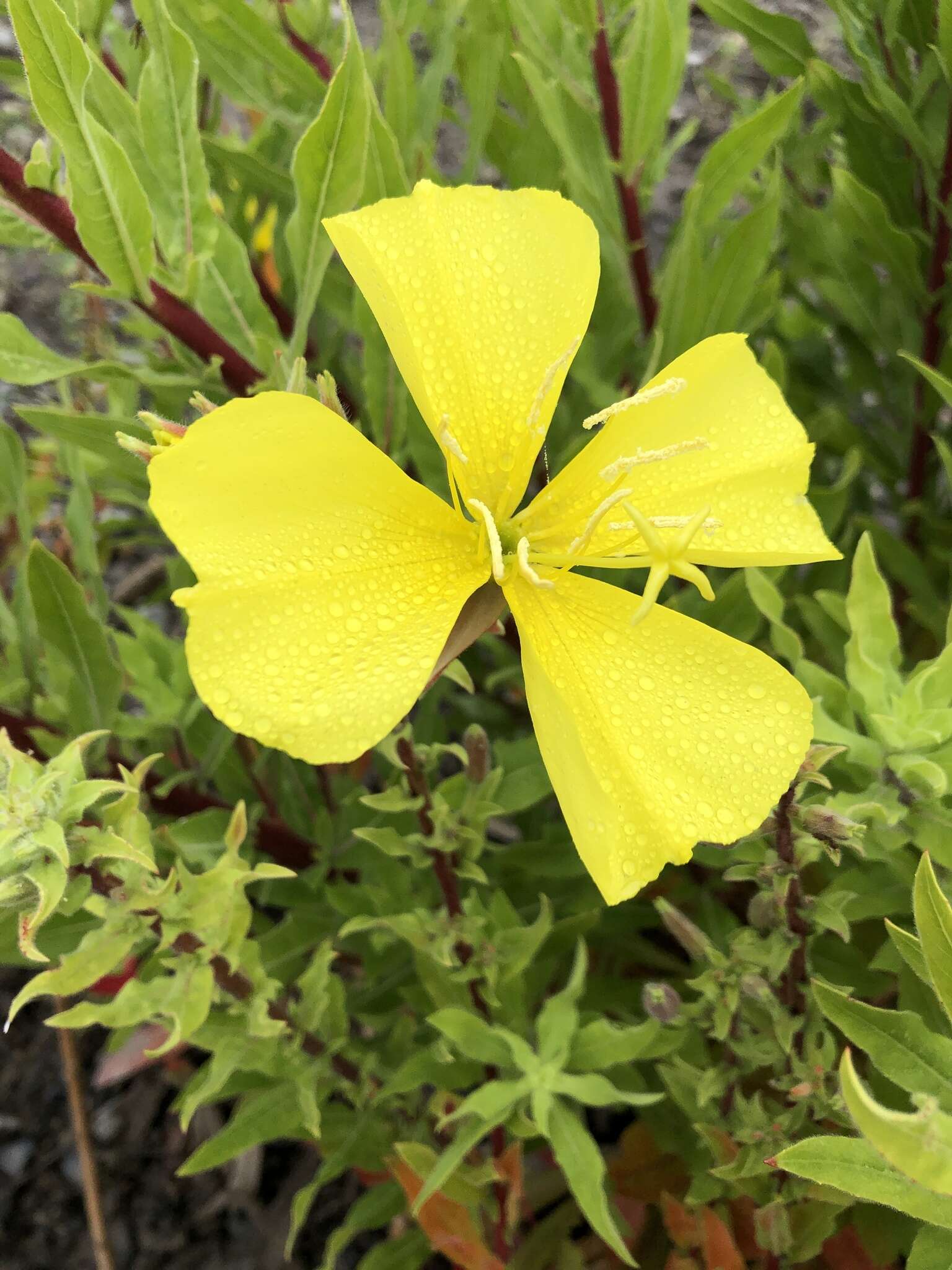 Image of Hooker's evening primrose