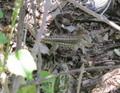 Image of Red-sided Curly-tailed Lizard