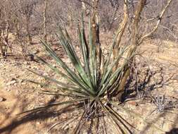 Image of century plant