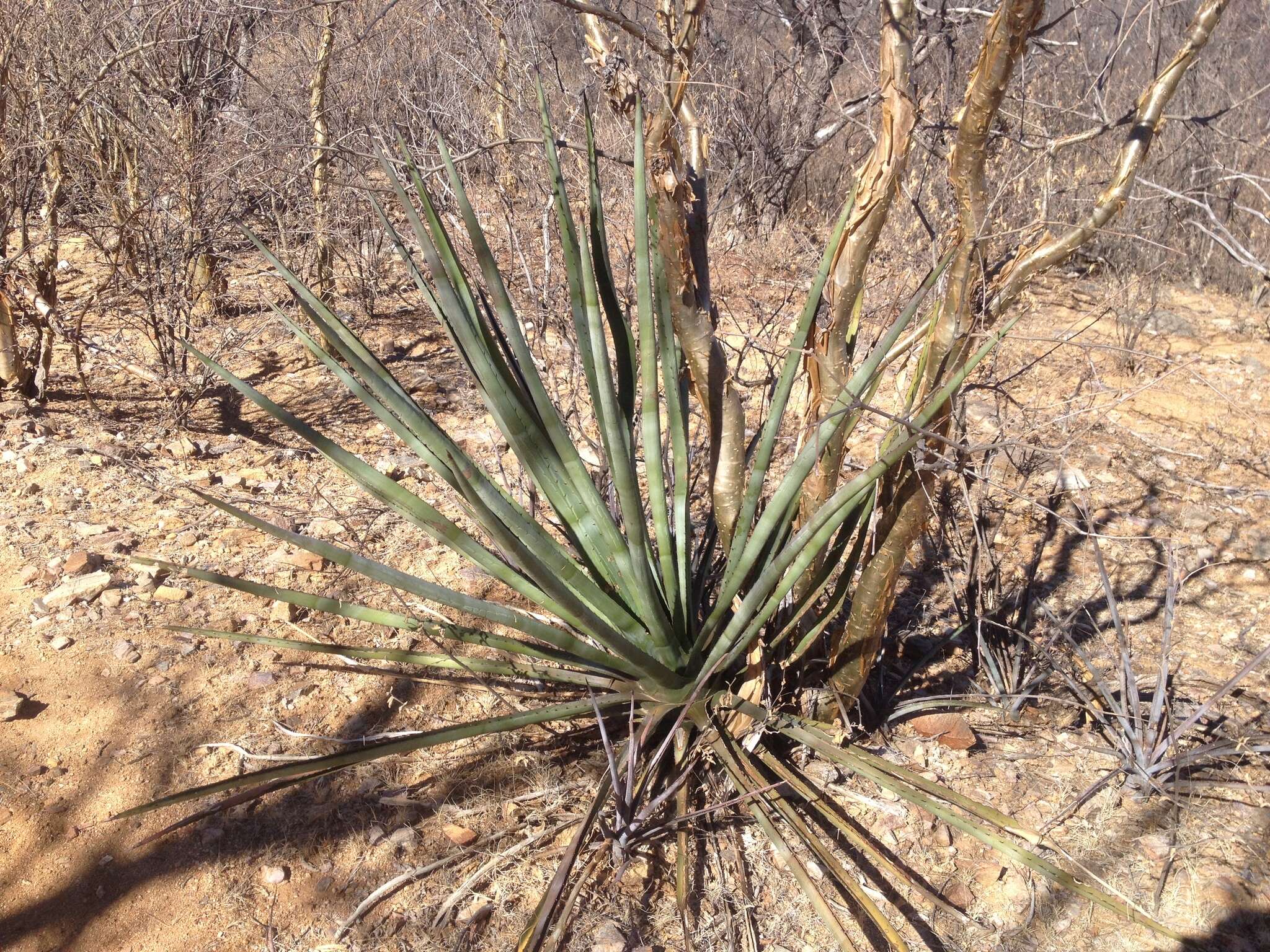 Image of century plant