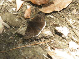 Image of Mournful Duskywing