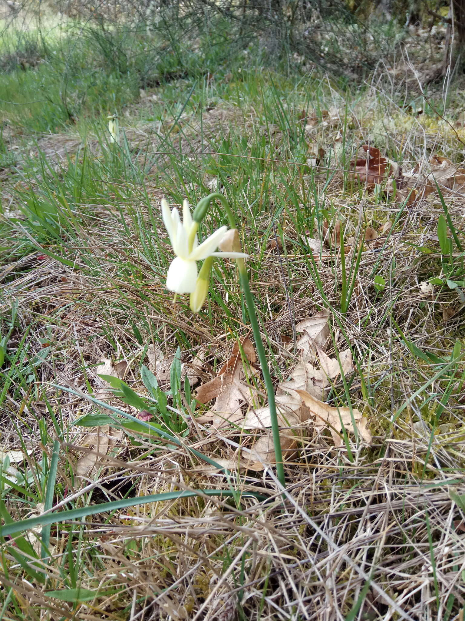 Image de Narcissus triandrus L.