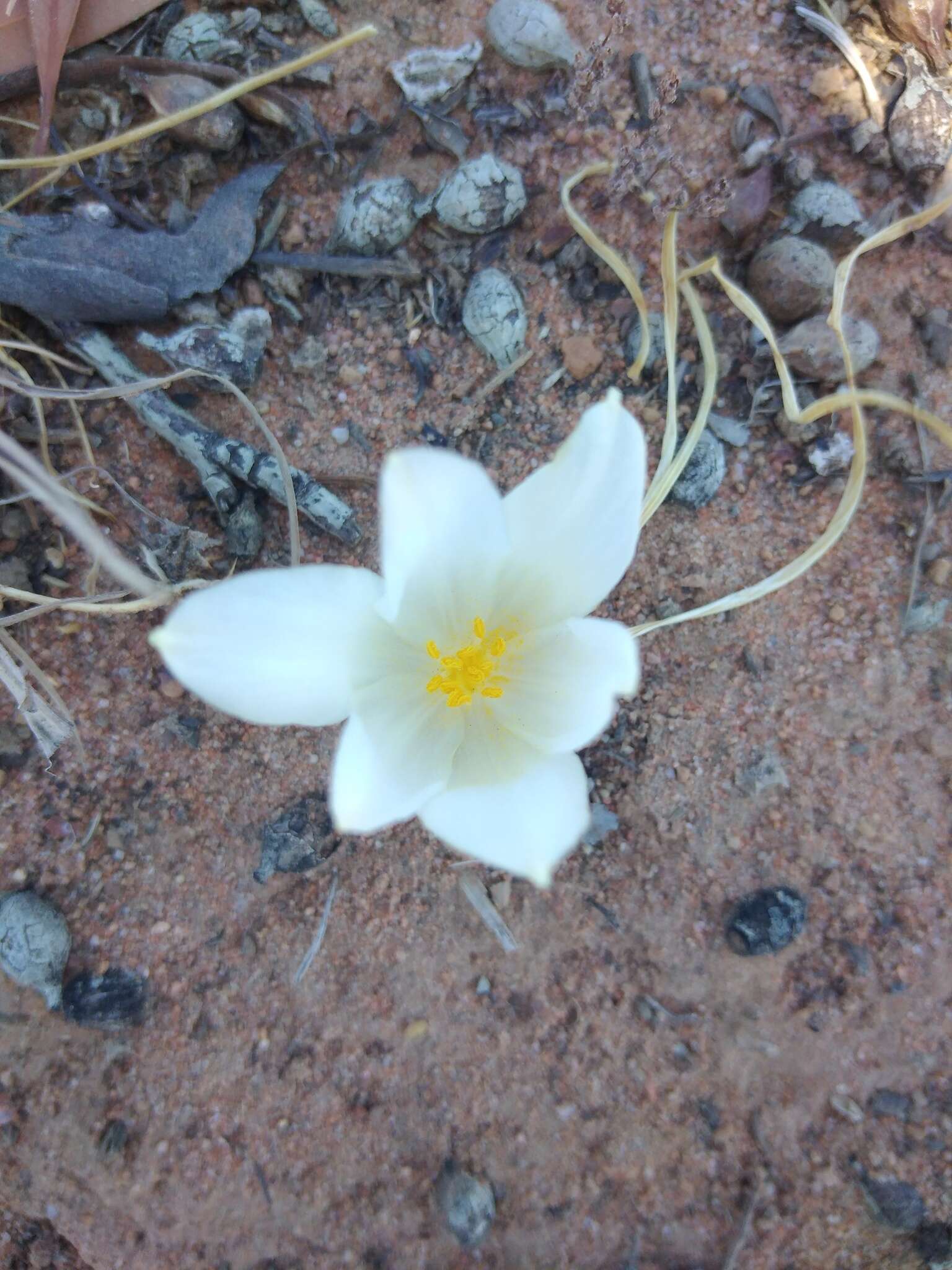 Image of Gethyllis campanulata L. Bolus