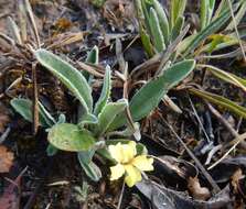 Image of Goodenia willisiana R. Carolin