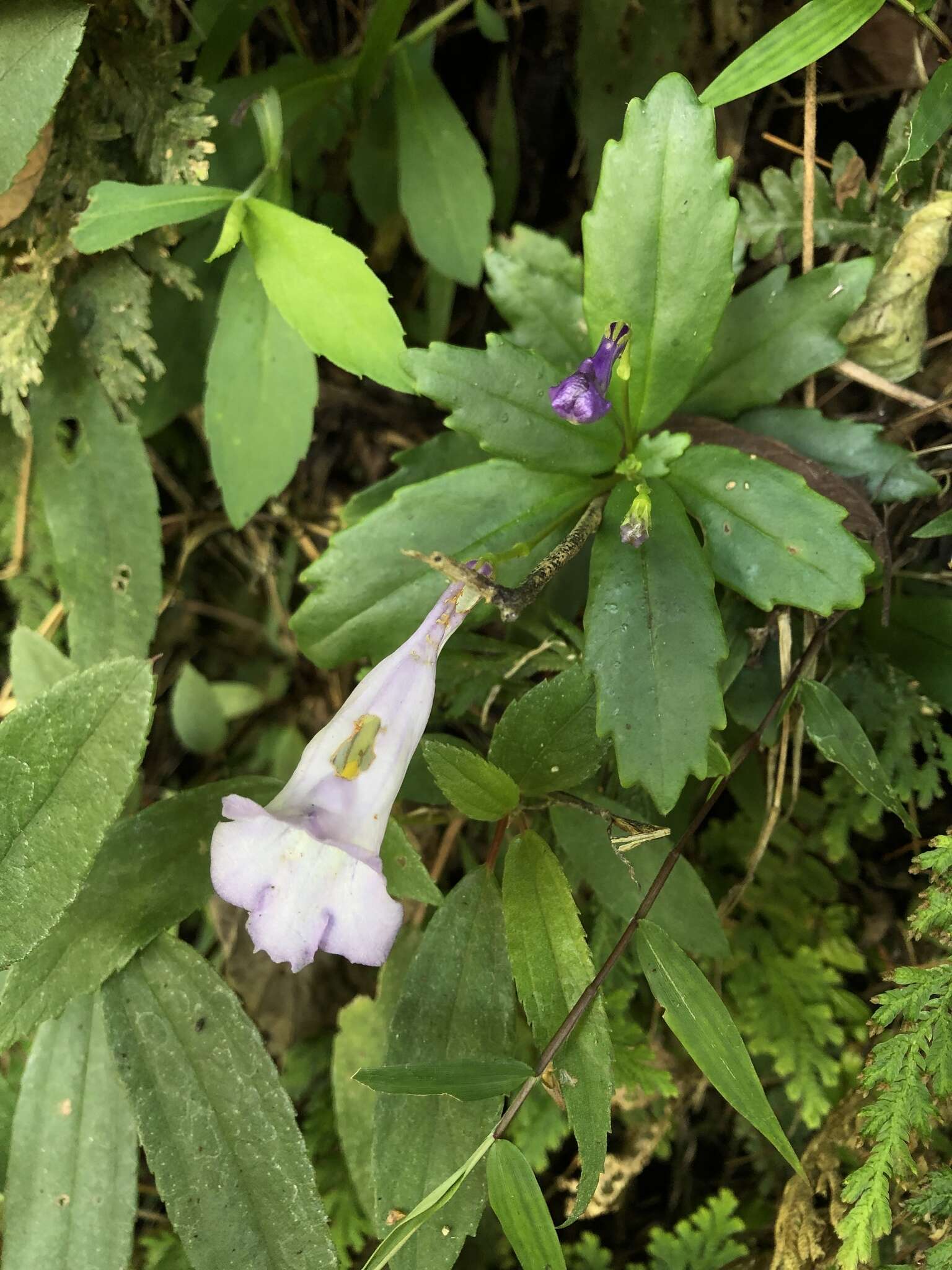 Image of Lysionotus pauciflorus var. pauciflorus