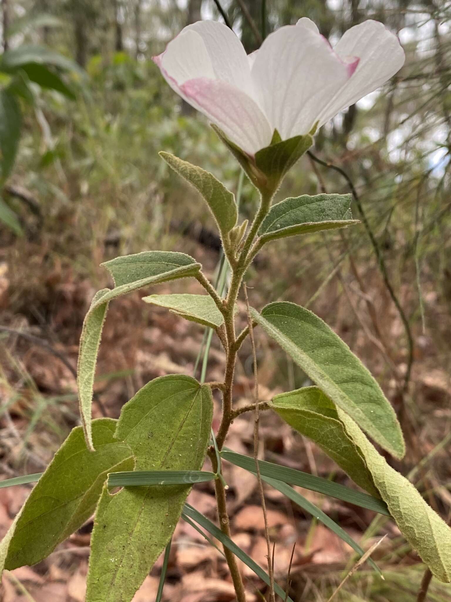 Image of Hibiscus normanii F. Müll.