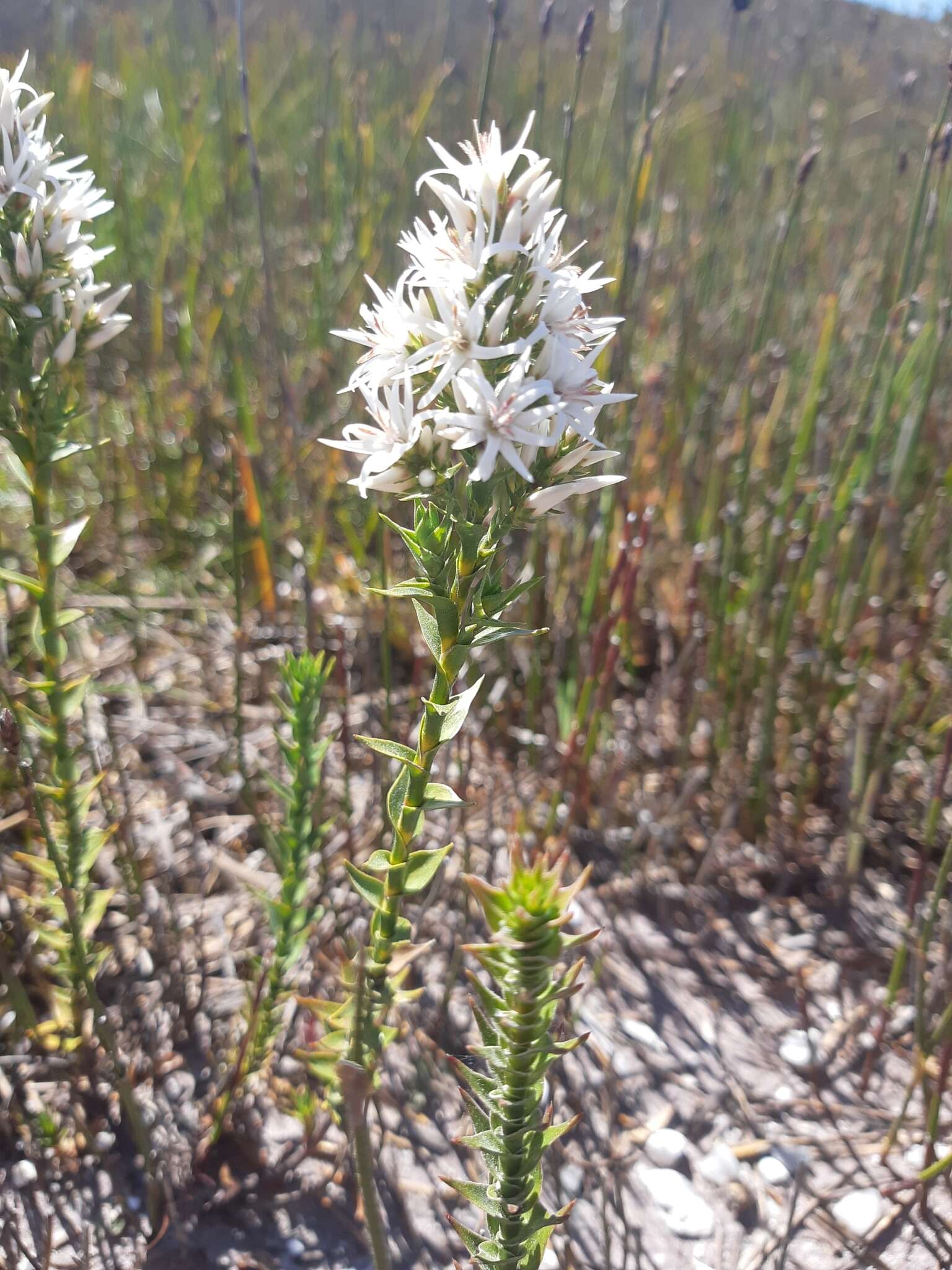 Image of Pink Swamp Heath