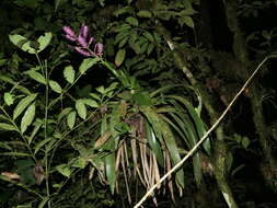 Image of Barfussia platyrhachis (Mez) Manzan. & W. Till