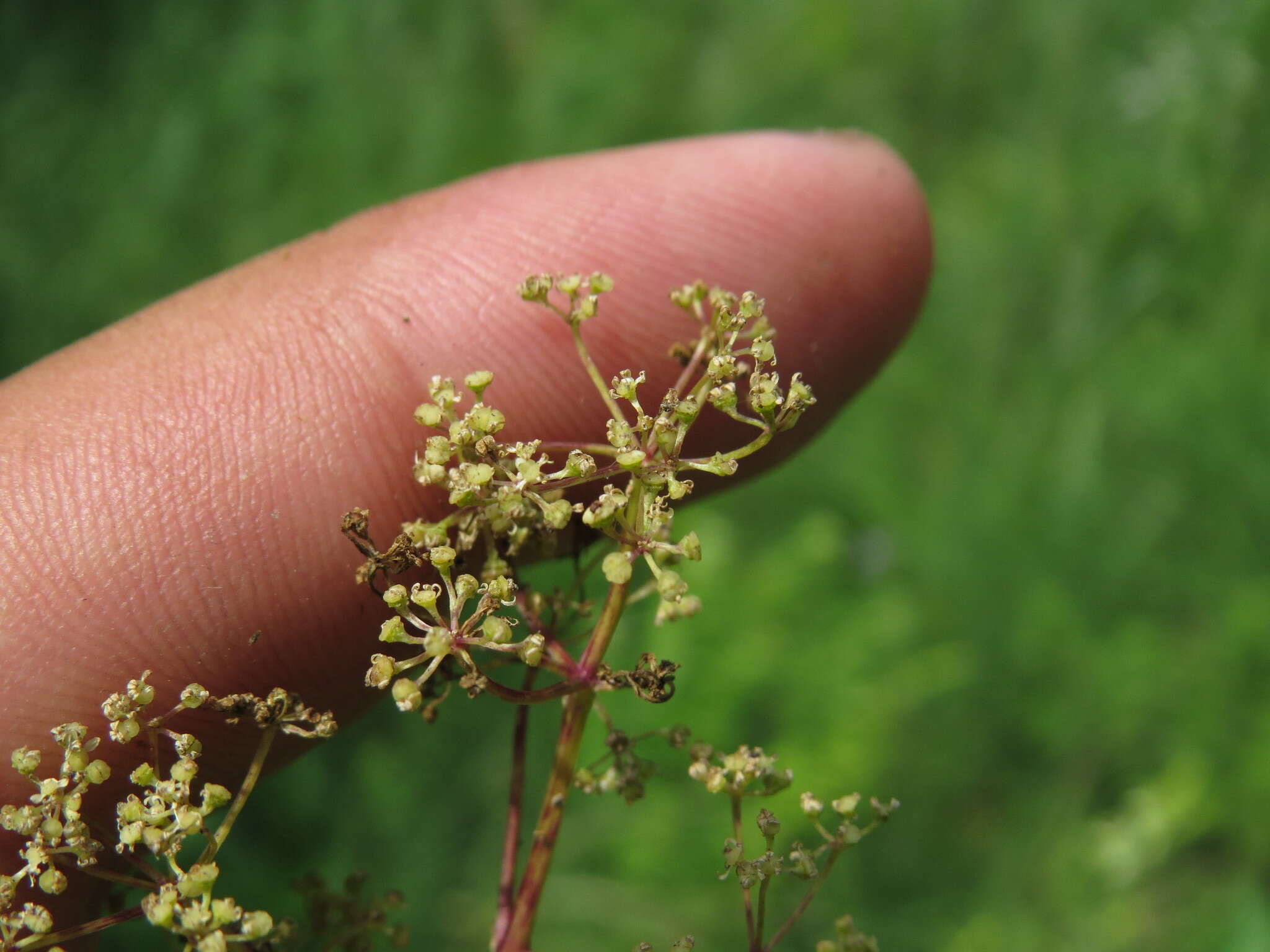 Image of Trinia multicaulis (Poir.) Schischkin