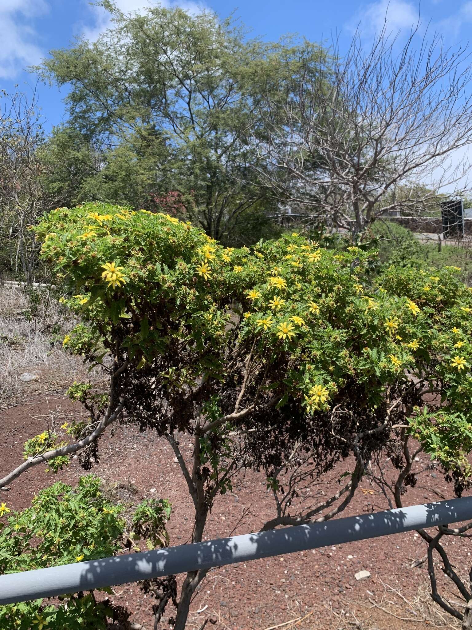 Image of Lecocarpus darwinii H. Adsersen