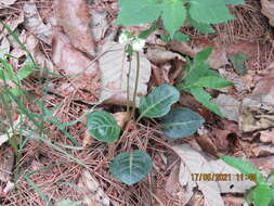 Image of Pyrola japonica Klenze ex Alef.