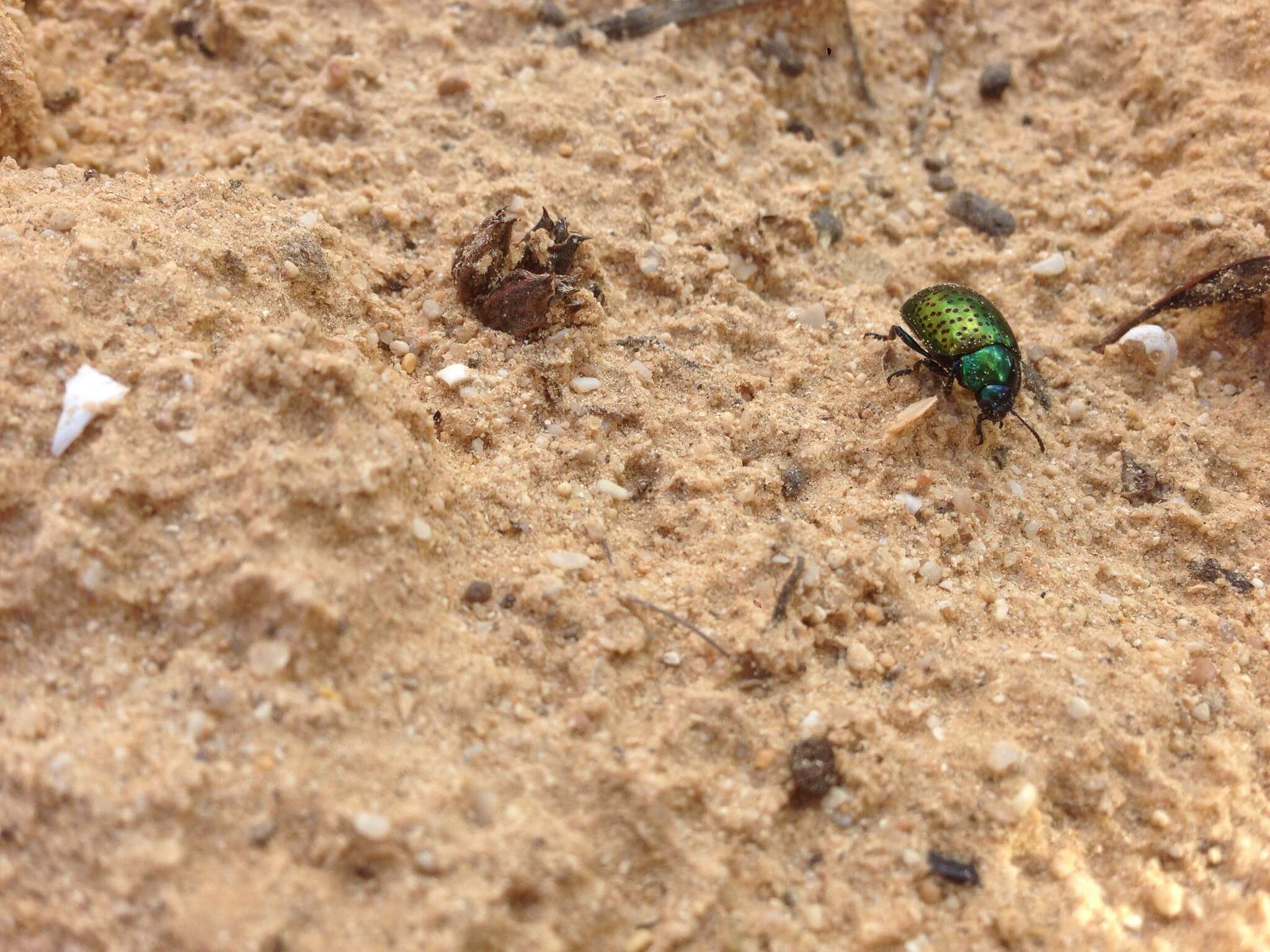 Image of <i>Chrysolina bicolor</i>