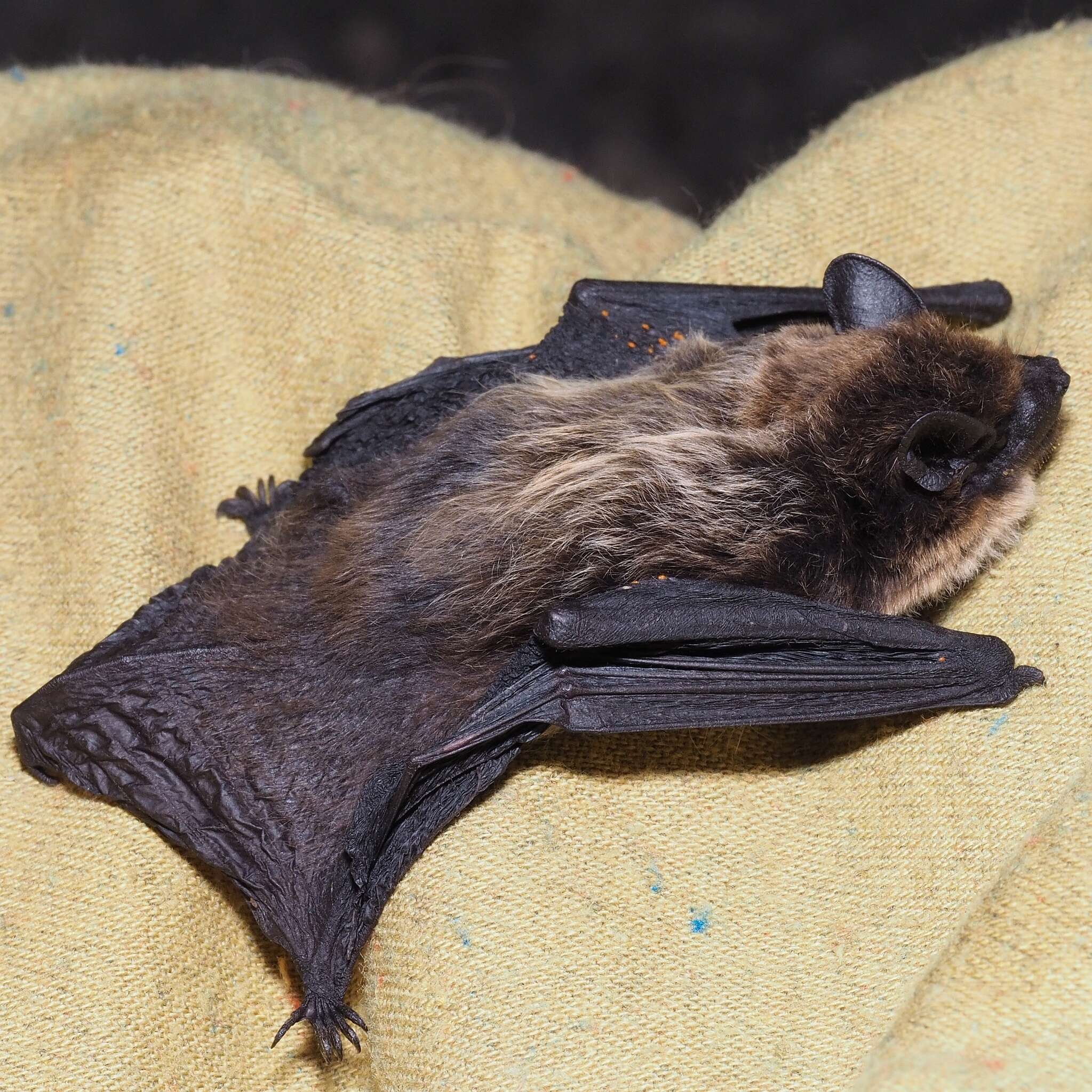 Image of Savi's Pipistrelle