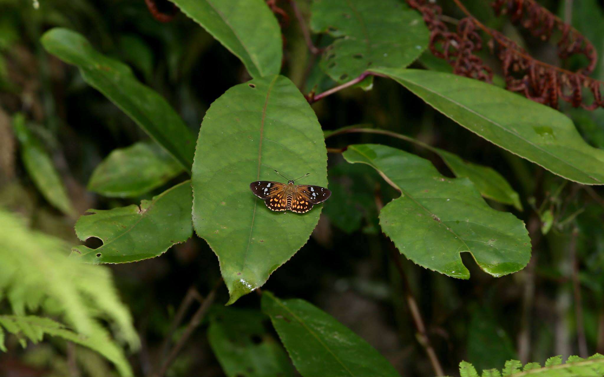 Image of Celaenorrhinus oscula major Has