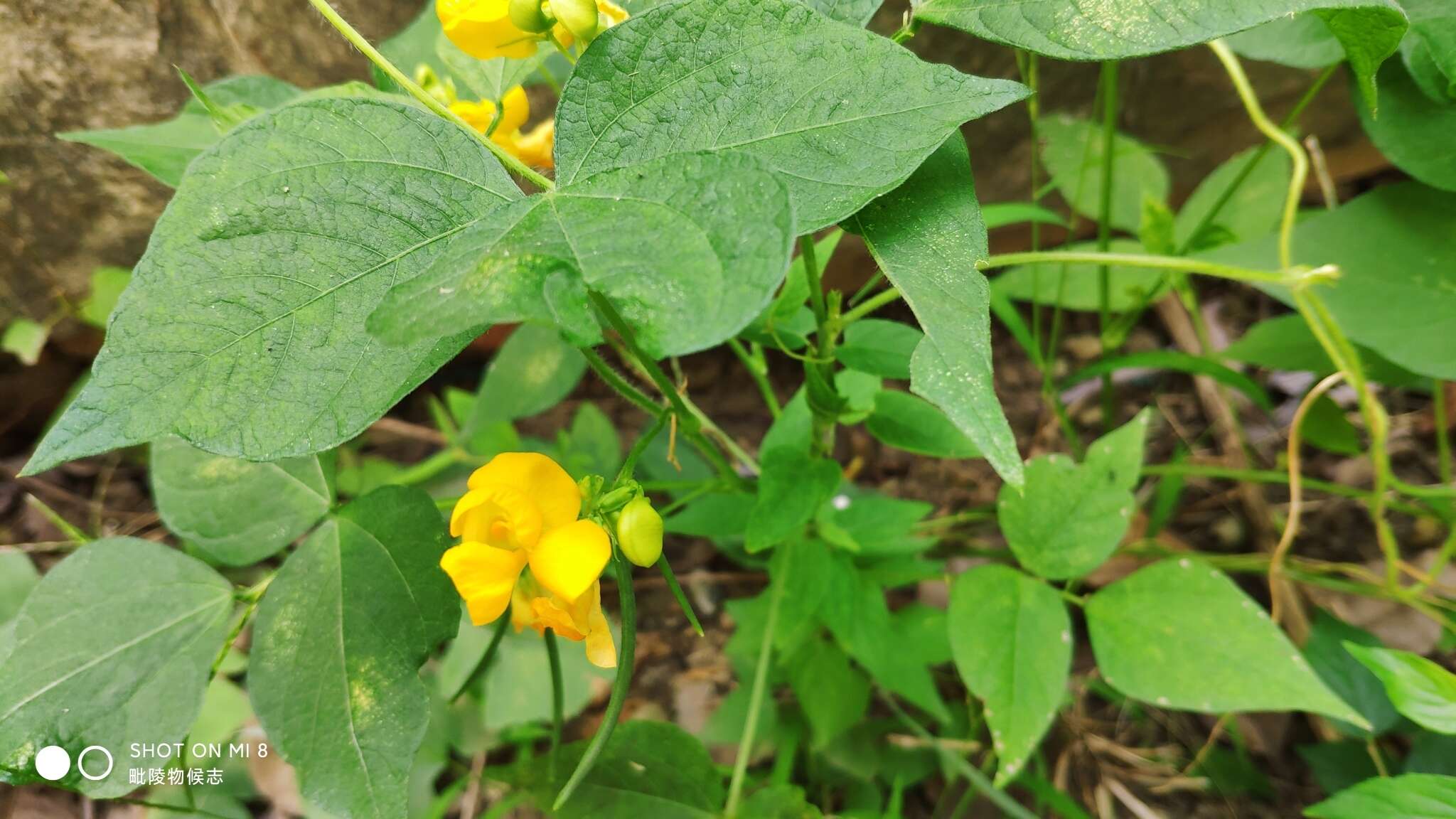 Plancia ëd Vigna umbellata (Thunb.) Ohwi & H. Ohashi