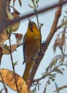 Image de Oriole de Bullock