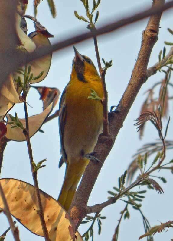 Image de Oriole de Bullock