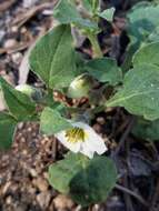 Image de Leucophysalis nana (A. Gray) Averett