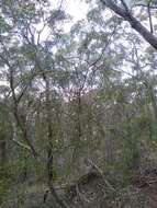 Image of Hakea dactyloides (Gaertn. fil.) Cav.