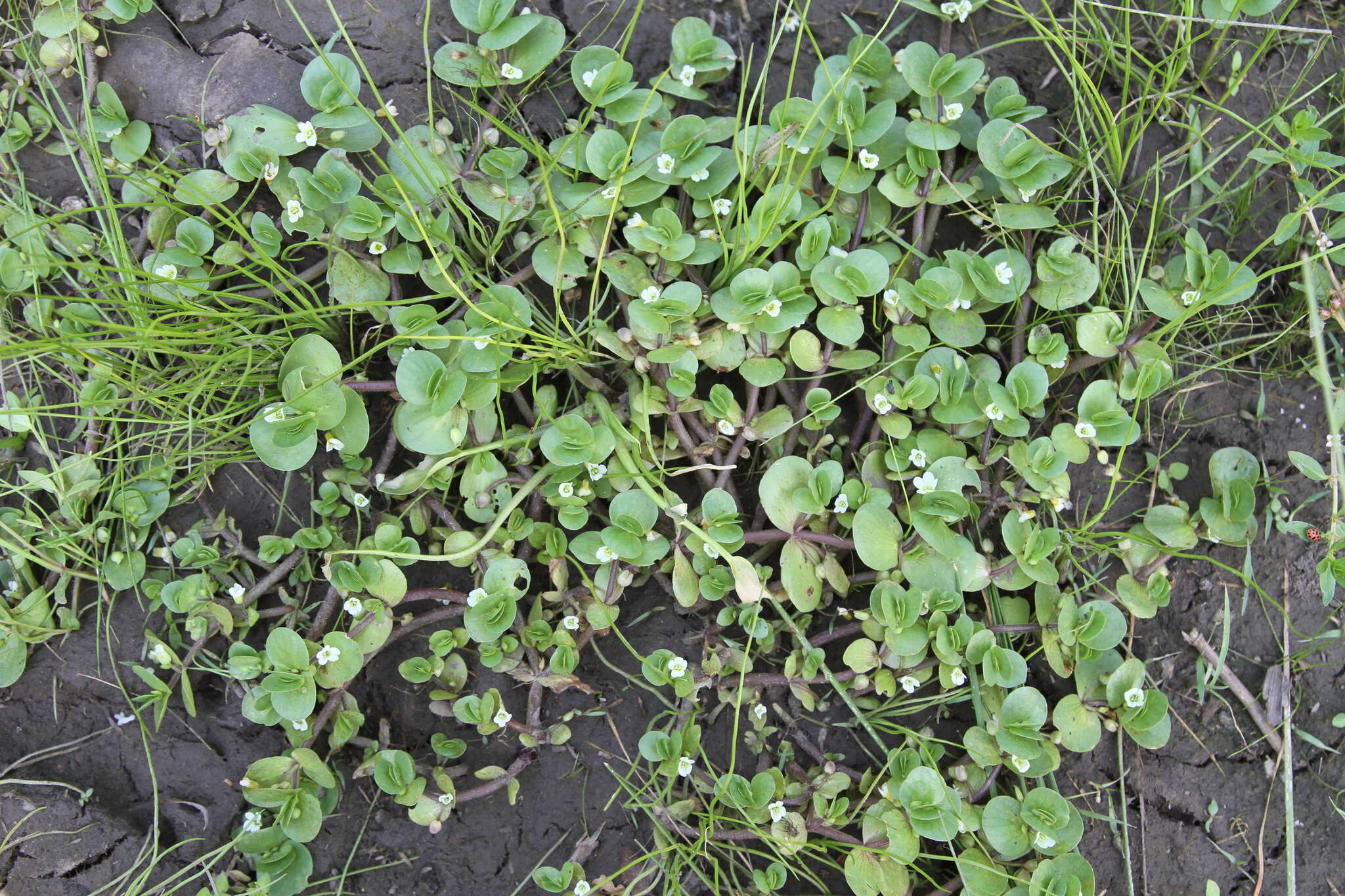 Image of disk waterhyssop