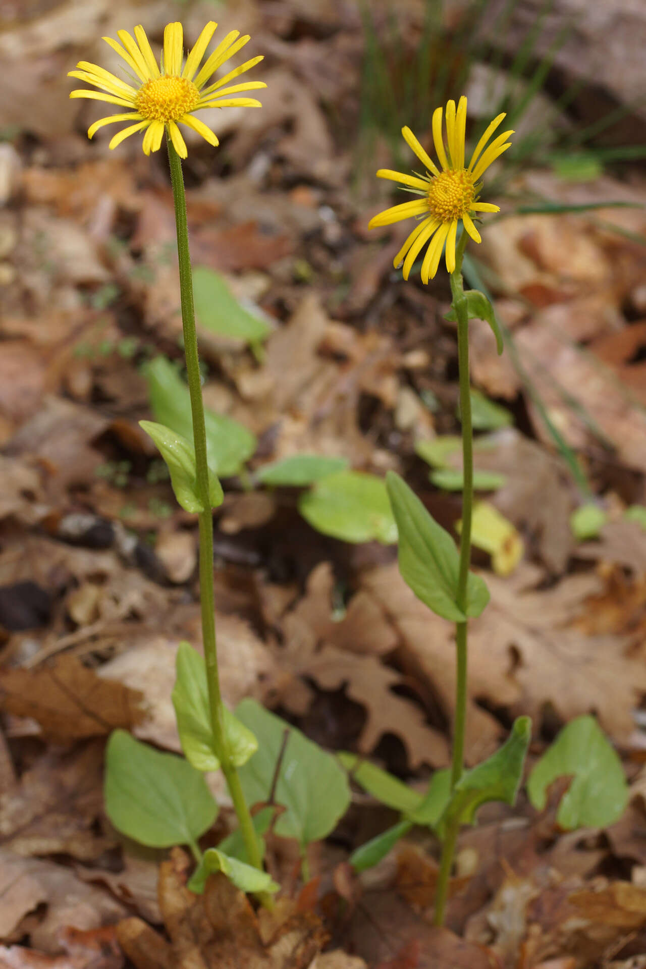 Image of plantain false leopardbane