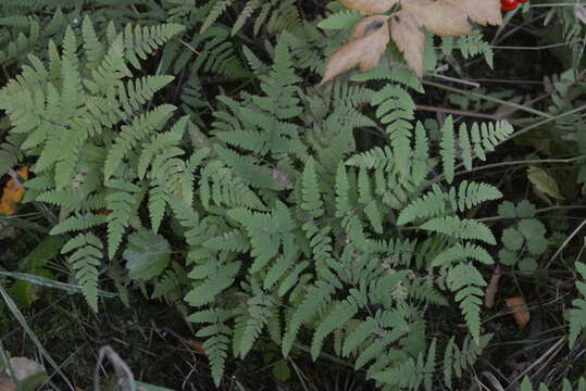 Image of Asian oakfern