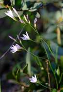 Image of Geissorhiza divaricata Goldblatt